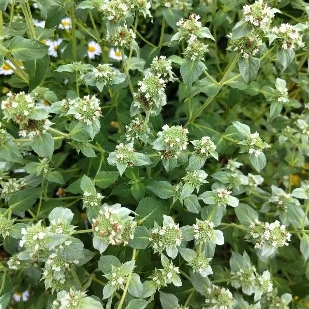 organic fertilizer for mint plant Mountain Mint