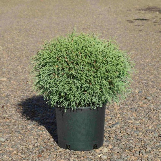stringy evergreen foliage on Mr Bowling Ball Arborvitae