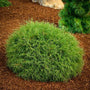 evergreen Mr Bowling Ball Arborvitae Shrub in a mulched garden