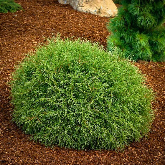 evergreen Mr Bowling Ball Arborvitae Shrub in a mulched garden