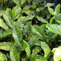 an aerial view of aucuba japonica mr goldstrike sold online