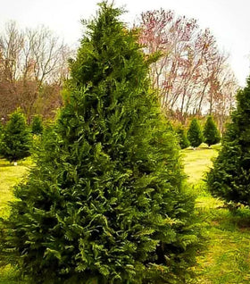 Murray Cypress