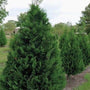 lines of evergreen Murray Cypress trees