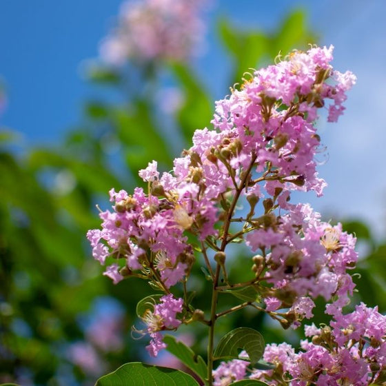 Muskogee Crape Myrtle flower