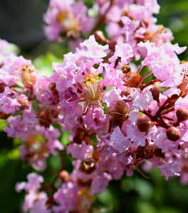 Muskogee Crape Myrtle