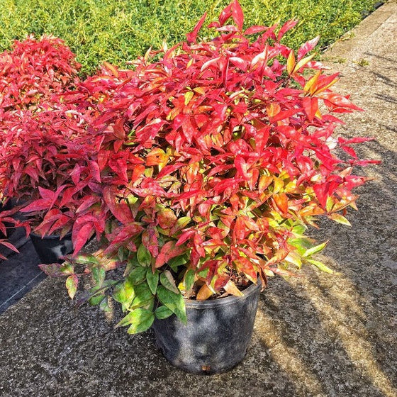 nandina firepower with bright fire engine red foliage