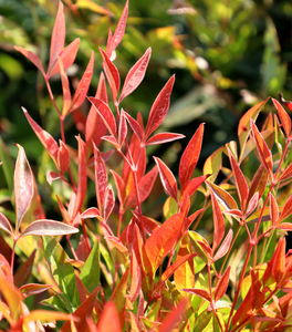 Nandina Gulf Stream