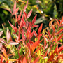 red gulf stream nandina evergreen shrub