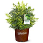 nandina lemon lime with bright green new growth