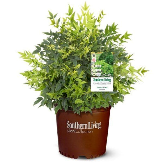 nandina lemon lime with bright green new growth