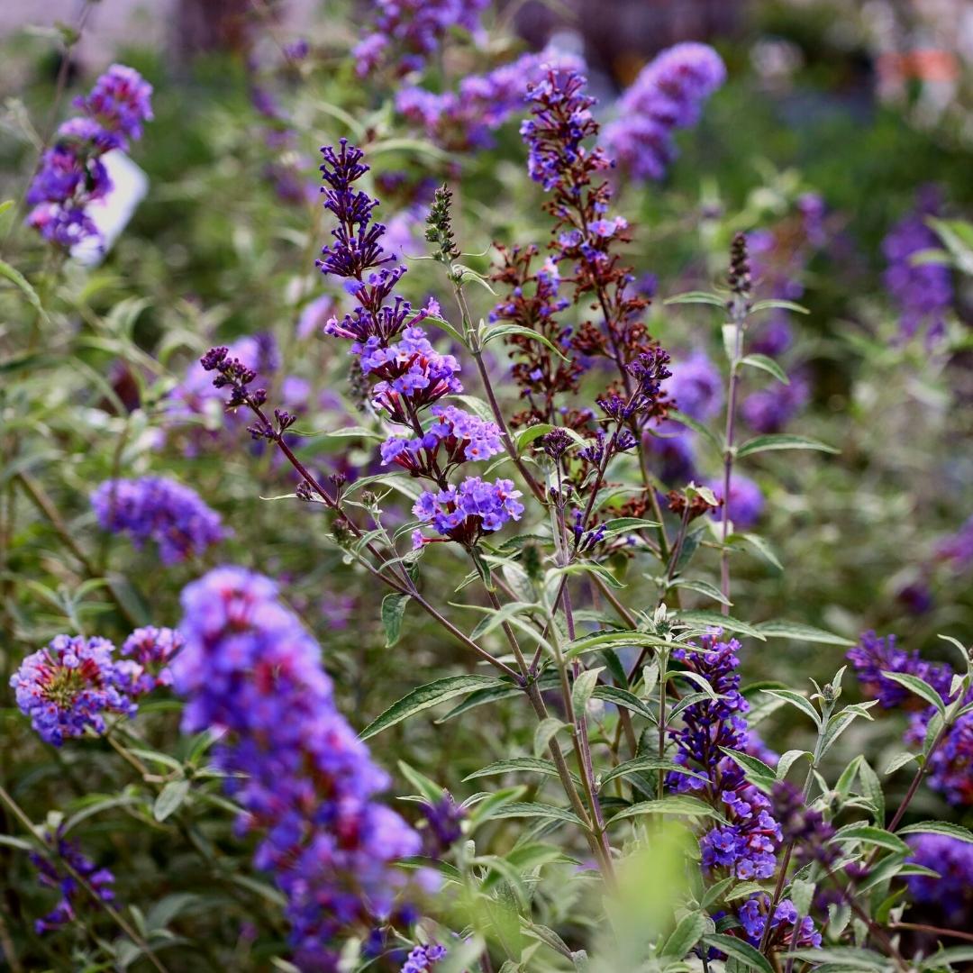 Groovy Grape™ Butterfly Bush – Gasper Home \u0026 Garden, image size:1080x1080
