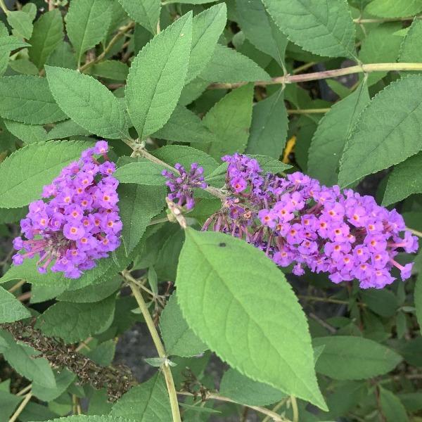 Nanho Purple Butterfly Bushes for Sale Garden Goods Direct