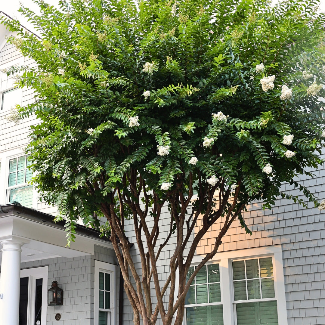 plant crepe myrtle close to house Natchez Crape Myrtle for Sale
