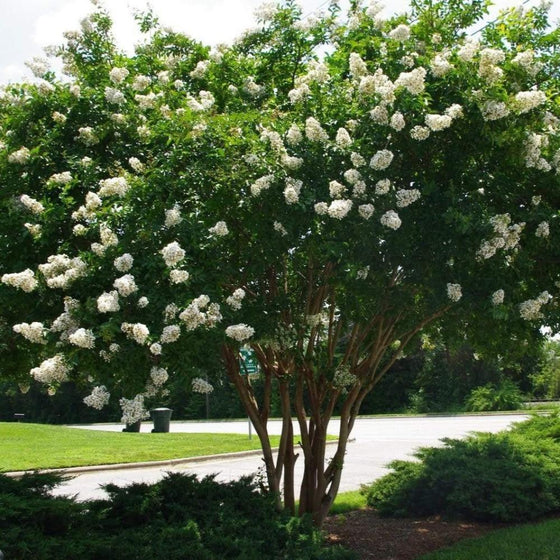 A full-grown white Natchez crape myrtle tree