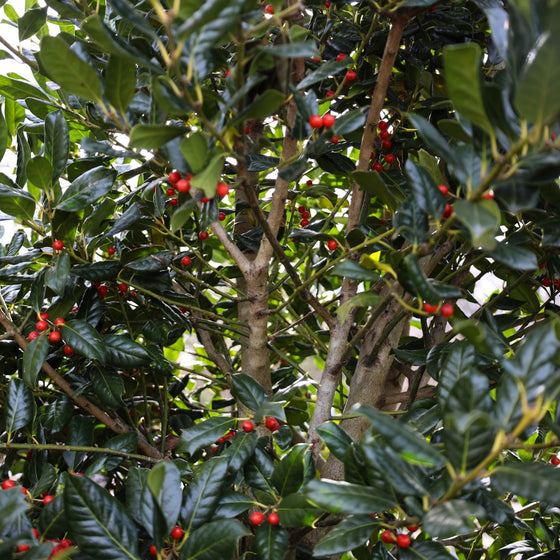 mature nellie stevens holly with intricate branching structure, evergreen foliage and bright red berries