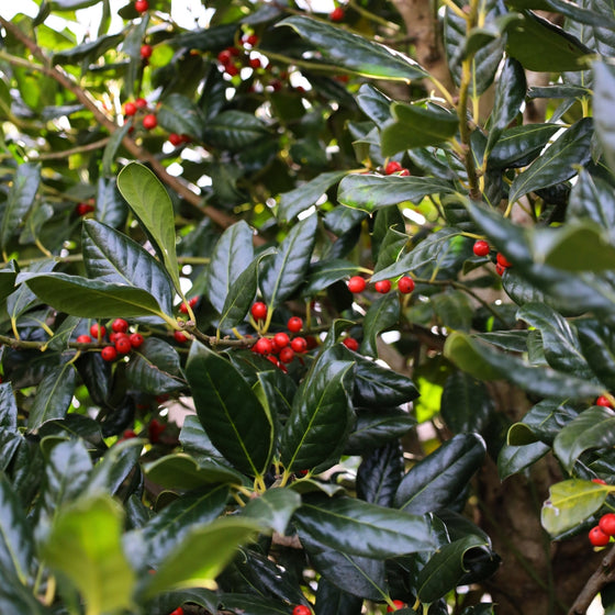 Glossy green leaves and bright red berries of Nellie Stevens Holly in winter sunlight.