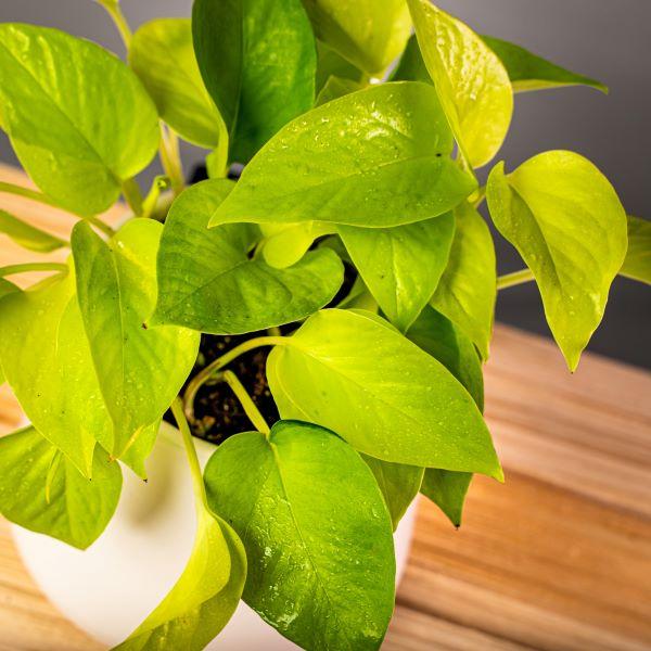 pothos verde Neon Pothos Plant in 6 in. Grower Pot