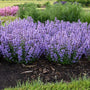 Nepeta Cats pajamas flowers