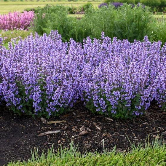 Nepeta Cats pajamas flowers