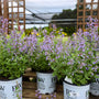 nepeta cats pajamas easy care perennial