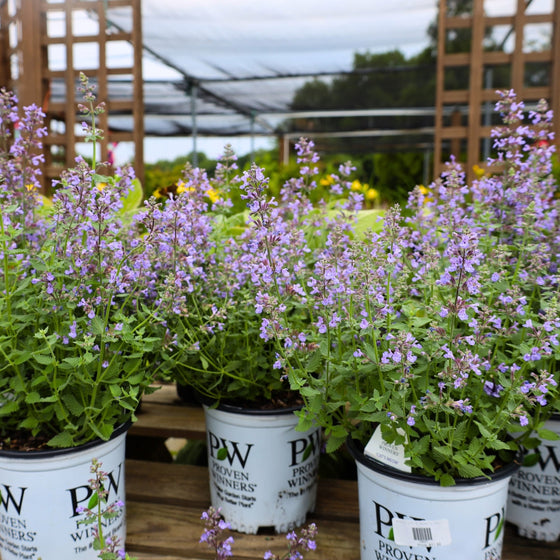 nepeta cats pajamas easy care perennial