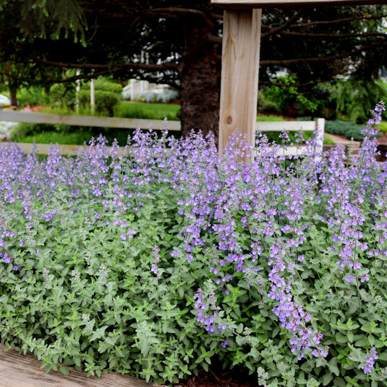 nepeta growing in spring garden