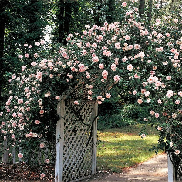 New Dawn Rose