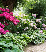 Shrubs for Sale