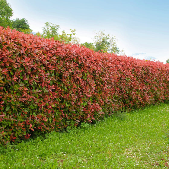 Red tip photinia edge