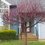 merlot redbud tree with vibrant fuchsia buds planted in a front yard landscape in early spring