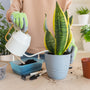 person watering a future superba snake plant