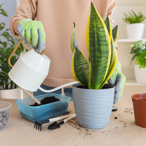 person watering a future superba snake plant