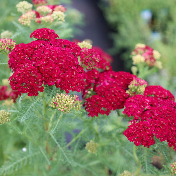 deep red summer blooming achillea pomegranate