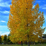 bold autumn color on mature tulip poplar tree