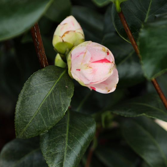 flower bud on april dawn camellia