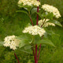 red twig dogwood blooming in spring