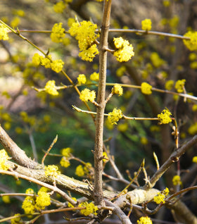 Spicebush