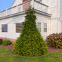 mature junior giant arborvitae at the corner of a landscaped home