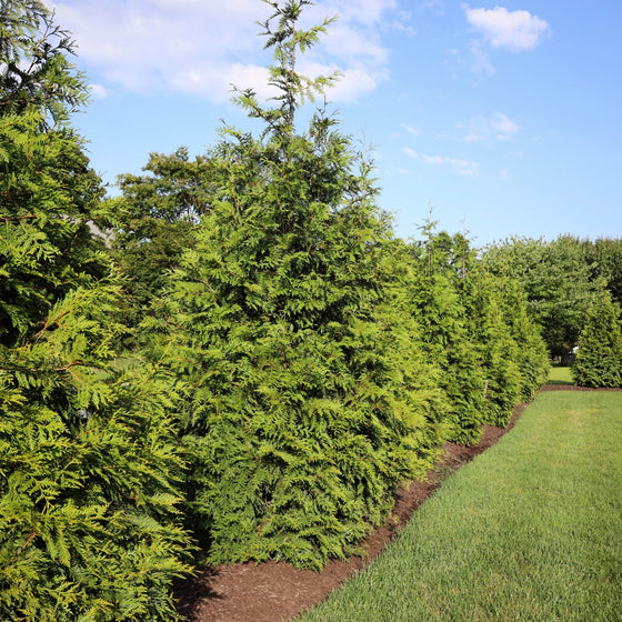 Arborvitae green giant tree planted as a privacy screen