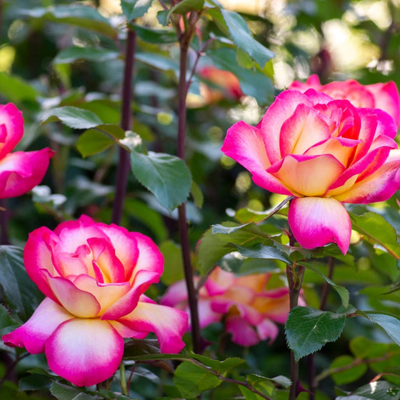 close up view of hot pink and yellow blooms on rainbow sorbet rose