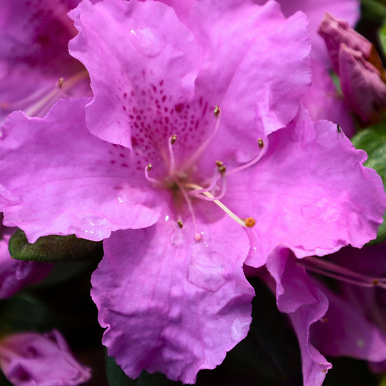 close up look at autumn lilac encore azalea bloom