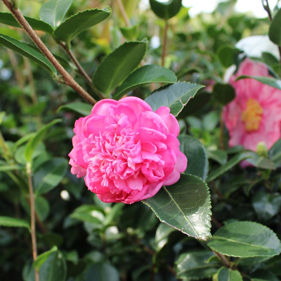 close up view of bubble gum pink blooms and deep evergreen foliage on camellia winters joy