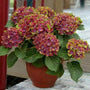 Dwarf Pistachio Hydrangea in a pot on a porch with purple and green blossoms