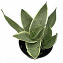 Sansevieria night Owl gray-green leaves