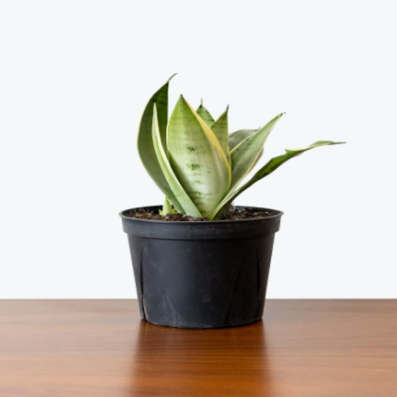 Night Owl Snake Plant in Pot