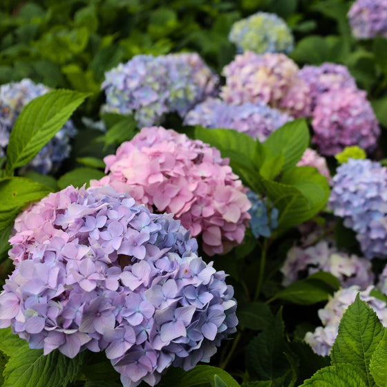 stunning summer hydrangea pink and purple blooms