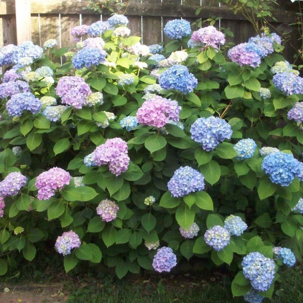 Nikko Blue Hydrangea Shrubs for Sale | Garden Goods Direct