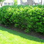 Nordic Inkberry Holly Hedge foundation planting