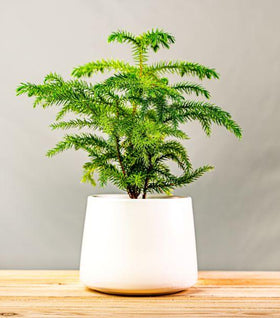 Norfolk Island Pine