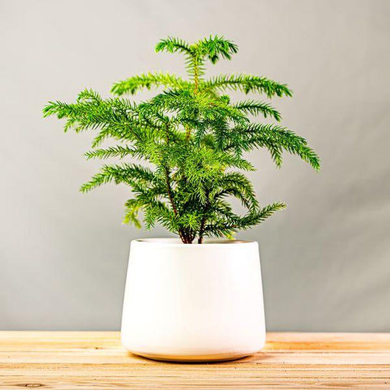 small norfolk island tree in a white ceramic